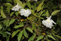 Dolichandrone atrovirens